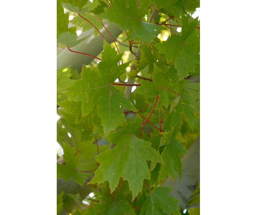 Colorado Springs Utilities Xeriscaping - Red Maple