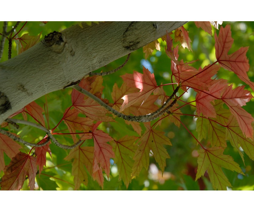 Colorado Springs Utilities Xeriscaping - Red Maple