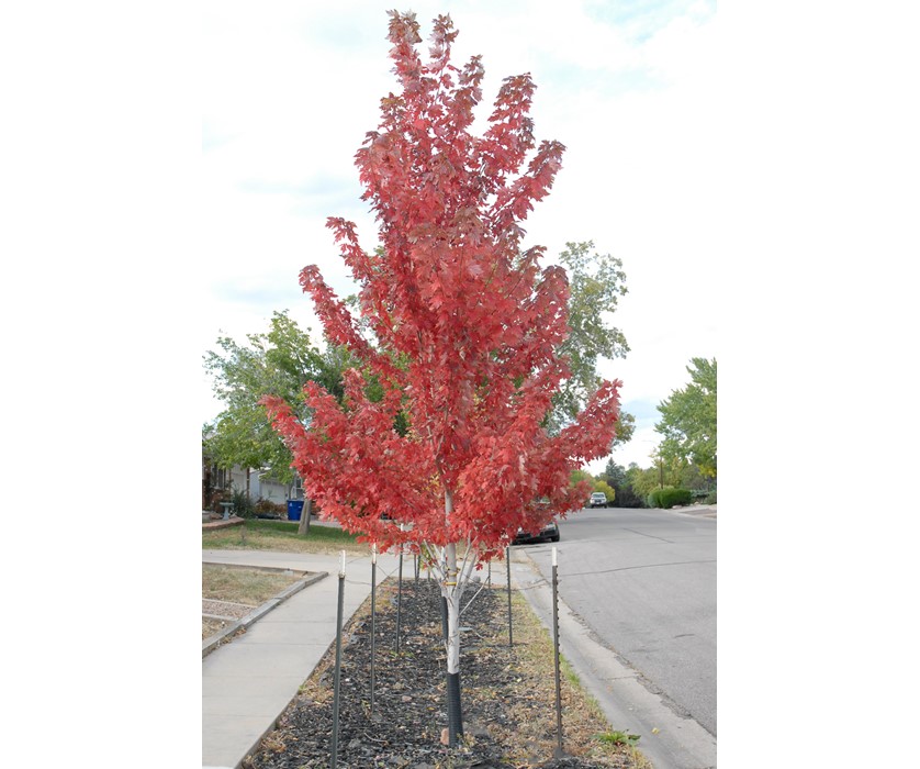 Colorado Springs Utilities Xeriscaping - Red Maple