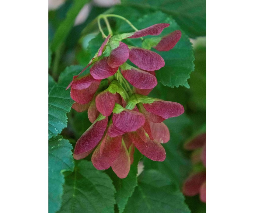 Colorado Springs Utilities Xeriscaping - Hot Wings Tatarian Maple