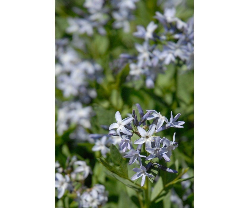 Colorado Desert Blue Star Image