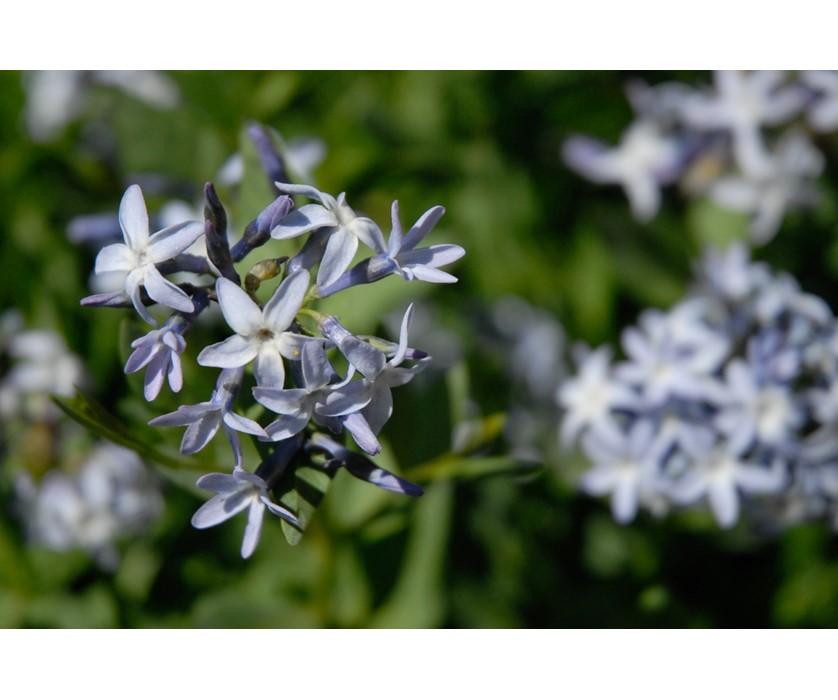 Colorado Desert Blue Star Image