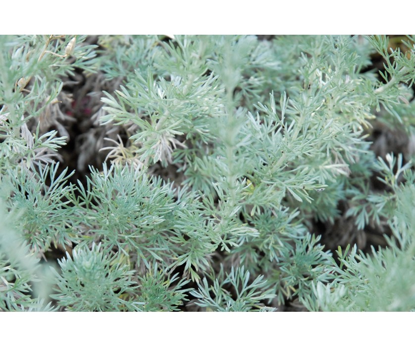 Colorado Springs Utilities Xeriscaping - Fringed Sage