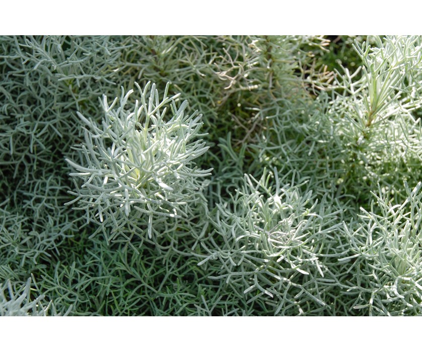 Colorado Springs Utilities Xeriscaping - Sea Foam Sage