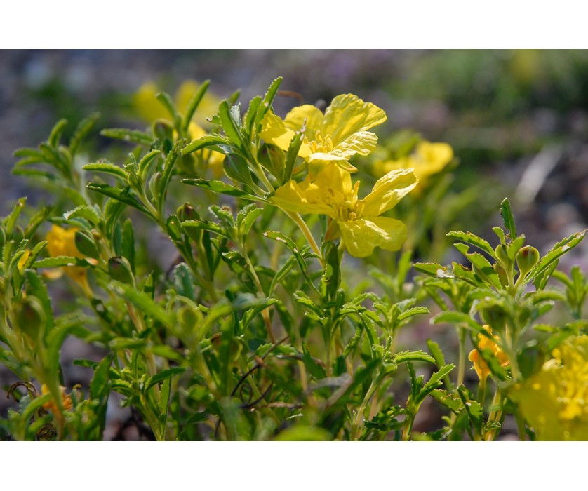 Colorado Springs Utilities Xeriscaping - Prairie Lode Sundrops