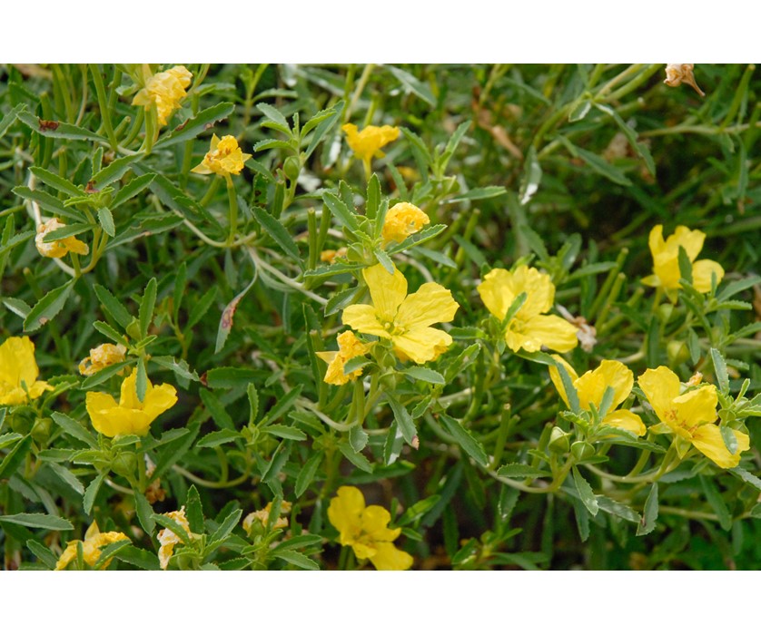 Colorado Springs Utilities Xeriscaping - Prairie Lode Sundrops