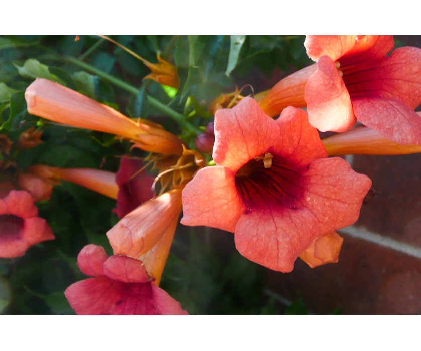 Colorado Springs Utilities Xeriscaping - Trumpet Vine