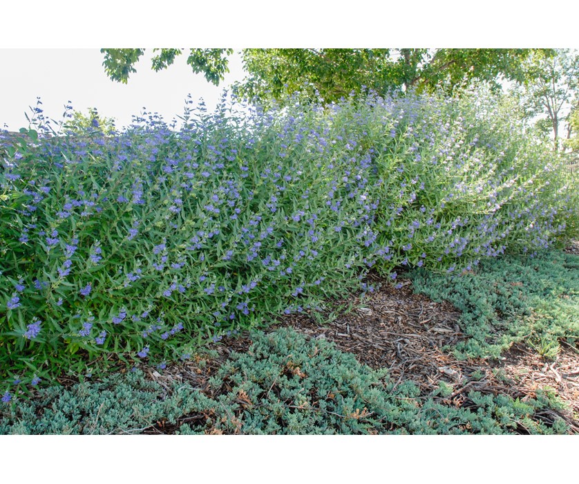 Colorado Springs Utilities Xeriscaping - Bluebeard