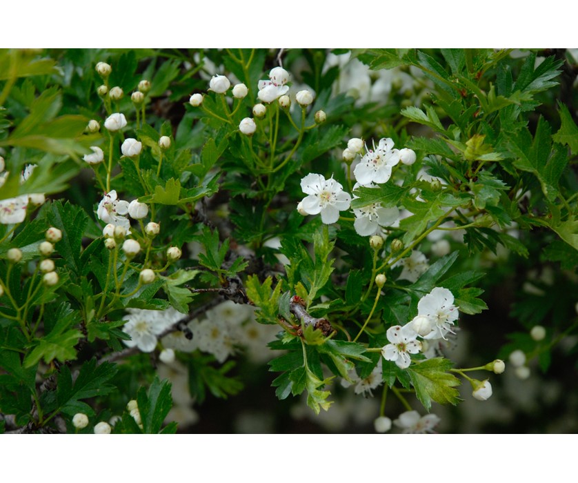 Colorado Springs Utilities Xeriscaping - Russian Hawthorn