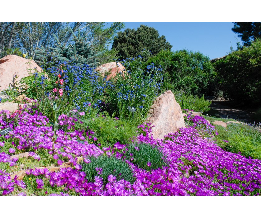 Colorado Springs Utilities Xeriscaping Table Mountain Iceplant