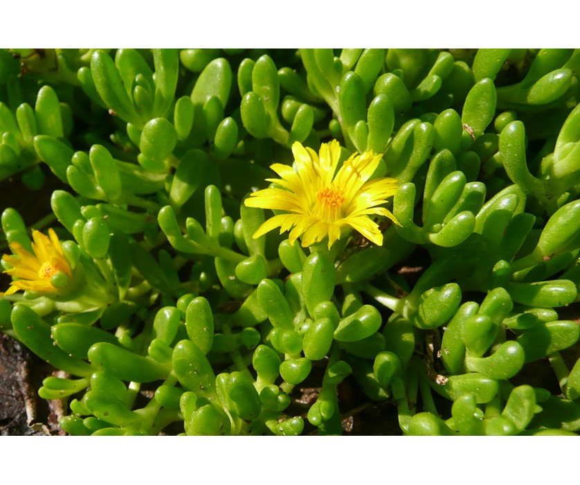 Colorado Springs Utilities Xeriscaping Yellow Iceplant