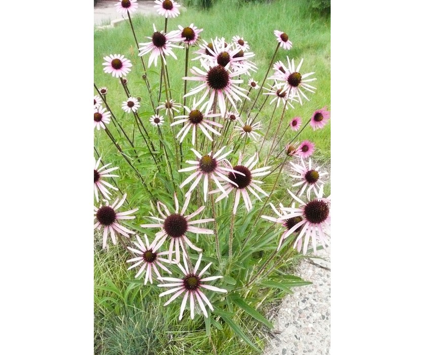 Colorado Springs Utilities Xeriscaping Tennessee Purple Coneflower