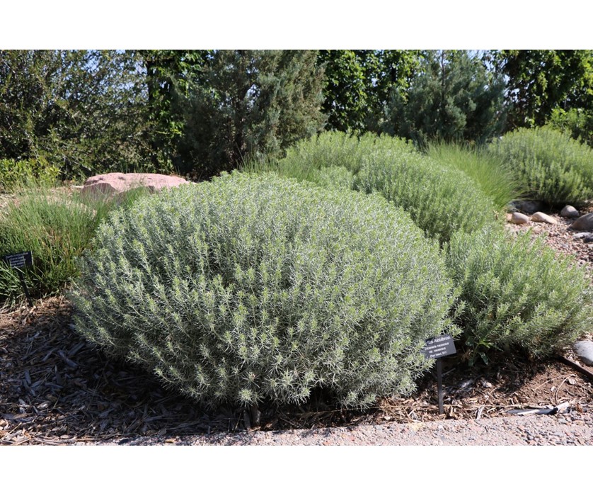 Colorado Springs Utilities Xeriscaping - Baby blue rabbitbrush