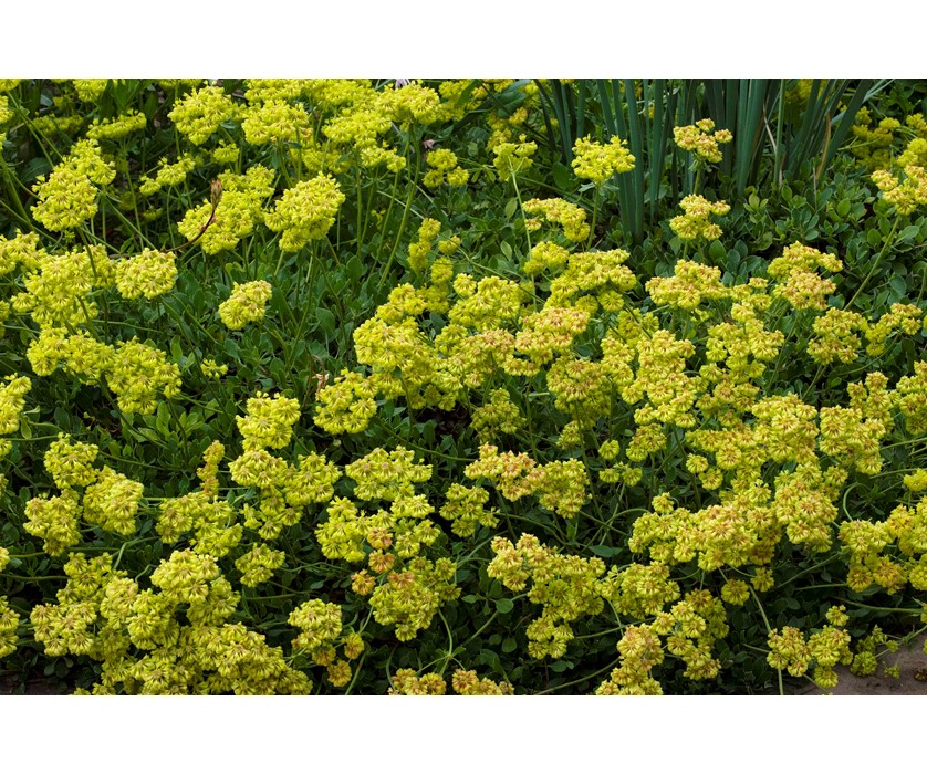 Colorado Springs Utilities Xeriscaping - Sulfur Flower