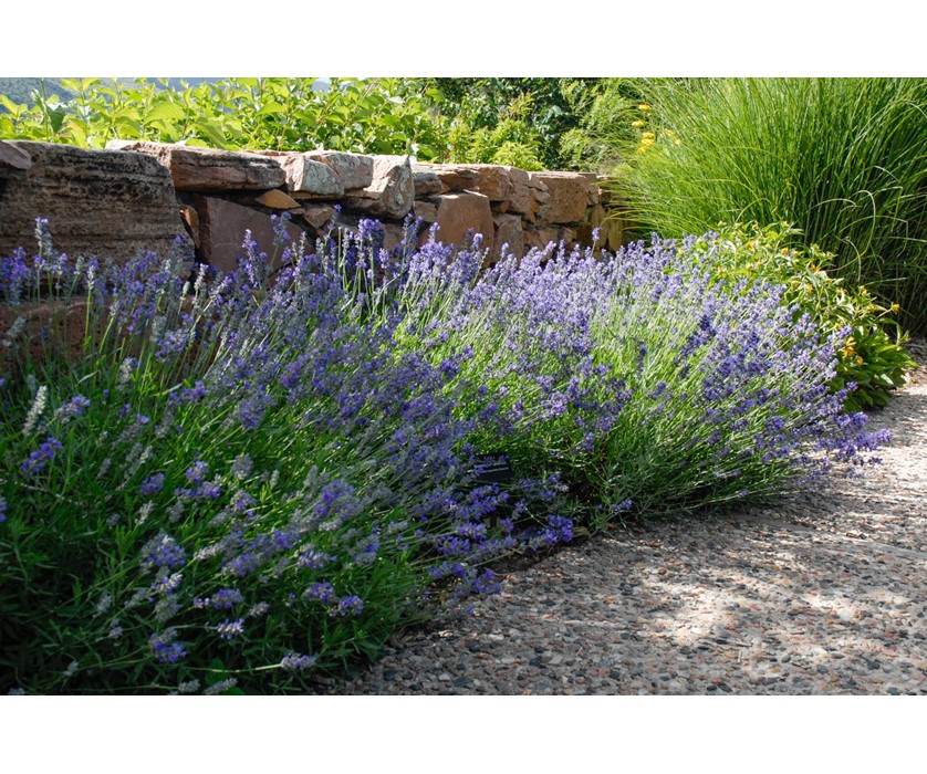 Colorado Springs Utilities Xeriscaping - Munstead English ...