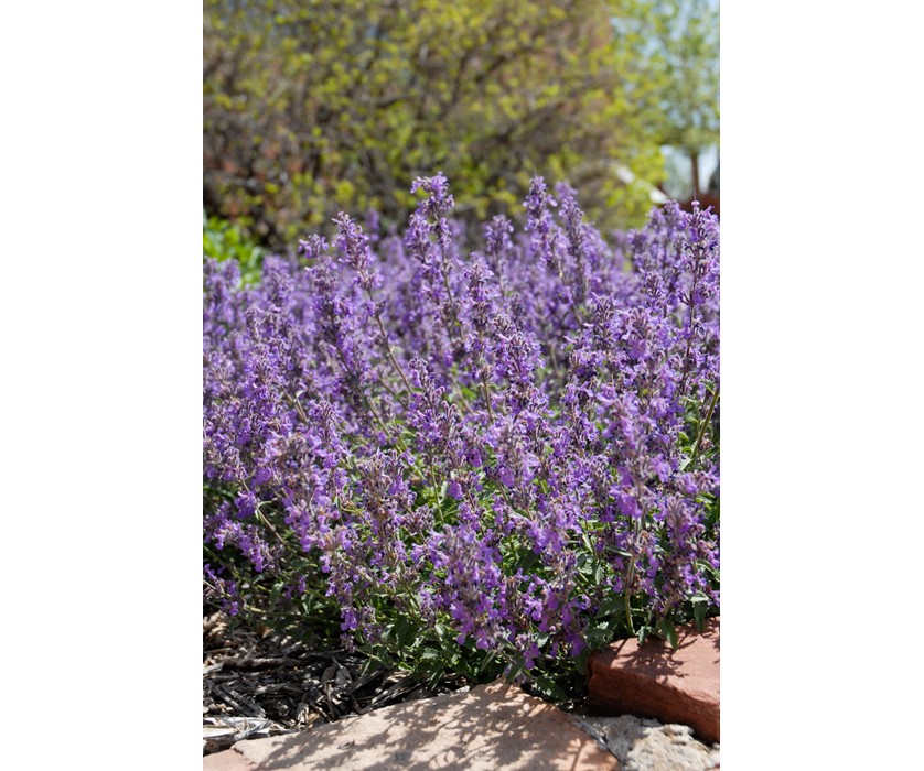 Colorado Springs Utilities Xeriscaping - Little Trudy Catmint