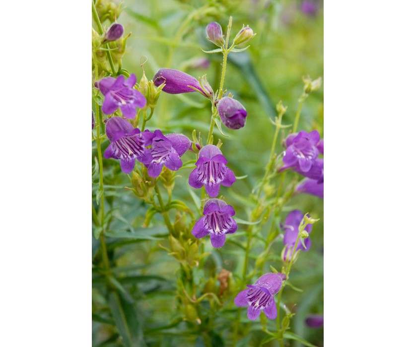 Colorado Springs Utilities Xeriscaping - Pikes Peak Purple Penstemon