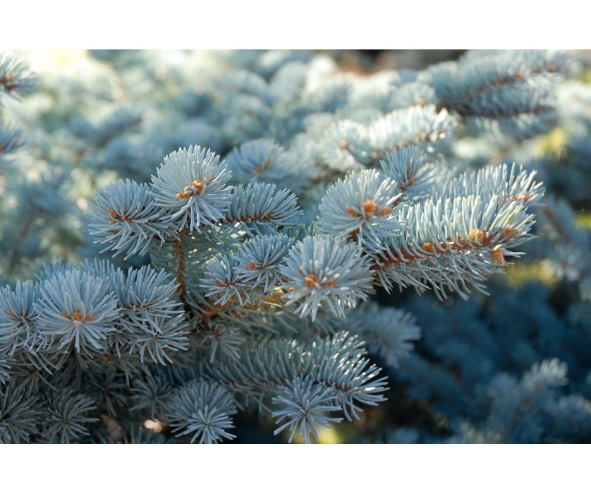 Colorado Springs Utilities Xeriscaping - Dwarf Globe Blue Spruce