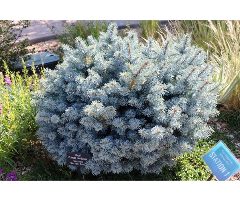 Colorado blue spruce (Plants of Chatfield State Park) · iNaturalist