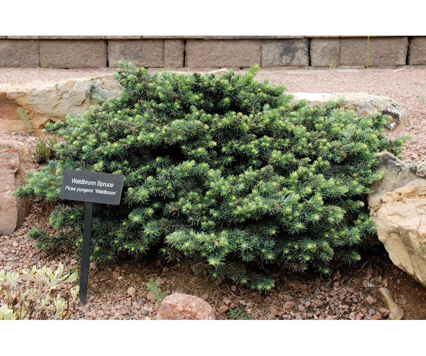 Colorado Springs Utilities Xeriscaping - Waldbrunn Spruce