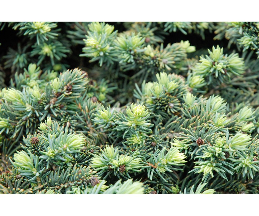 Colorado Springs Utilities Xeriscaping - Waldbrunn Spruce