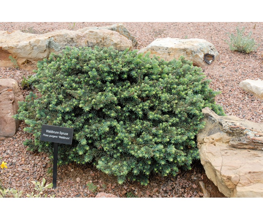 Colorado Springs Utilities Xeriscaping - Waldbrunn Spruce