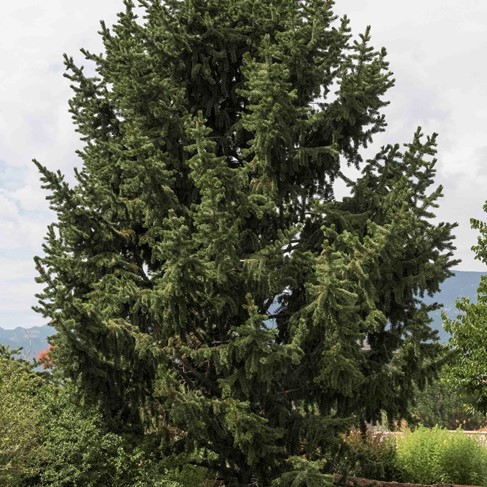 bristlecone pine tree
