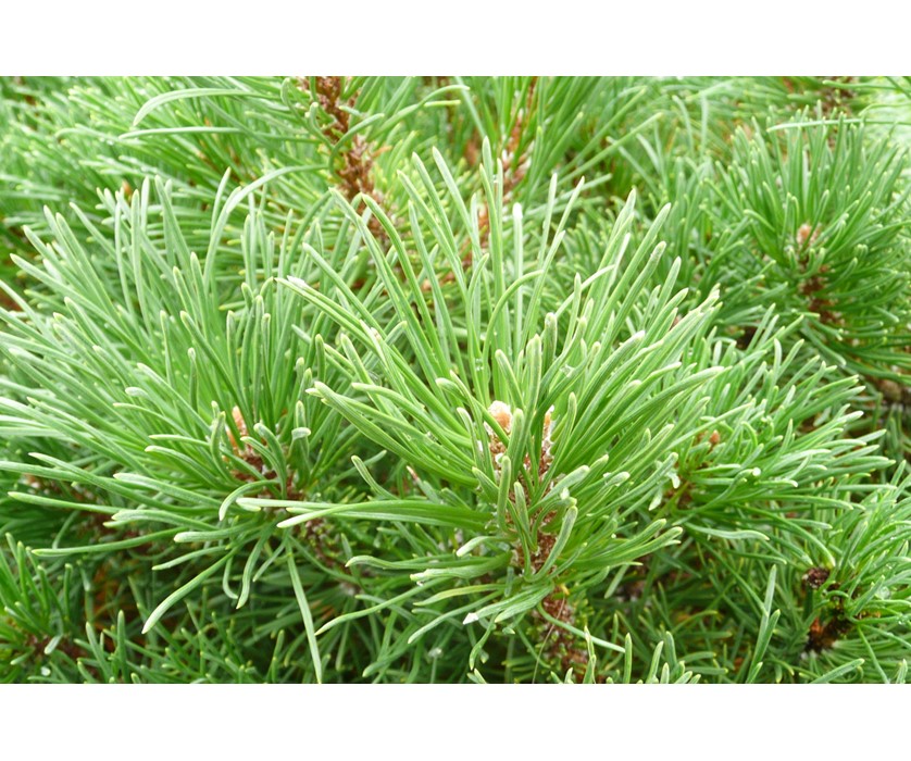 Colorado Springs Utilities Xeriscaping - Valley Cushion Dwarf Mugo Pine