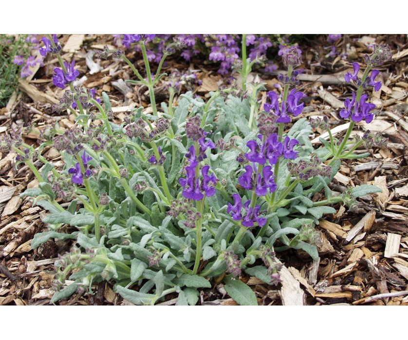 Colorado Springs Utilities Xeriscaping - Platinum Sage