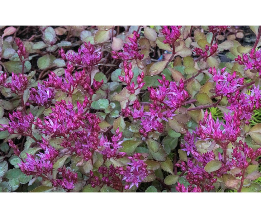 Colorado Springs Utilities Xeriscaping Dragon S Blood Sedum