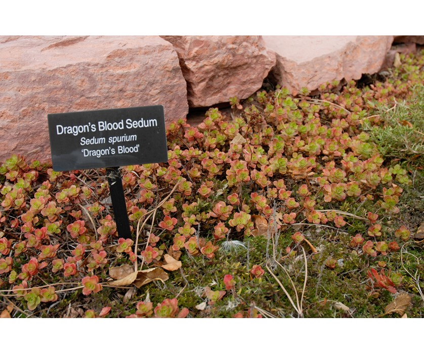 Colorado Springs Utilities Xeriscaping Dragon S Blood Sedum