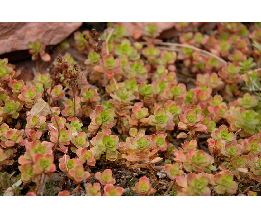 Colorado Springs Utilities Xeriscaping Dragon S Blood Sedum