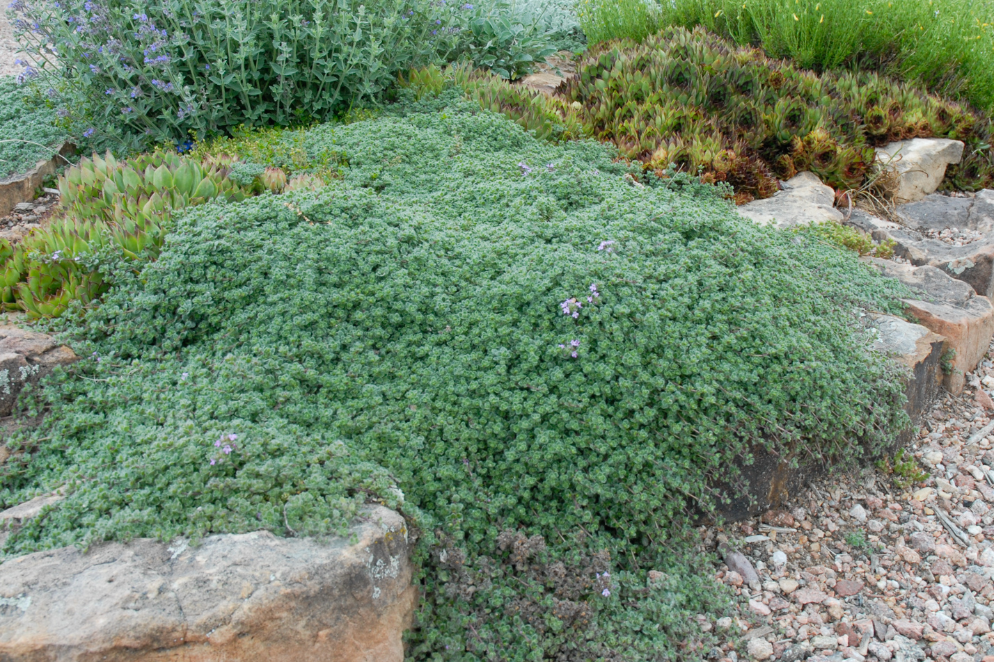pavers with wooly thyme